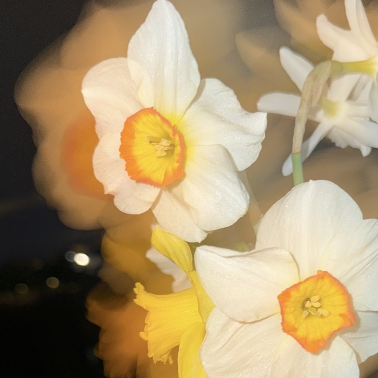 37.2 Paris - Fleurs de Printemps