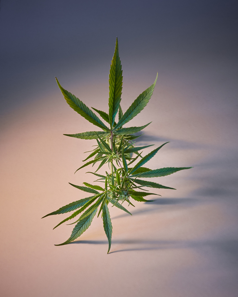 37.2 Paris - Copy of MuriLelu_Cannabis_Shot10-1557retouched-Edit.jpg