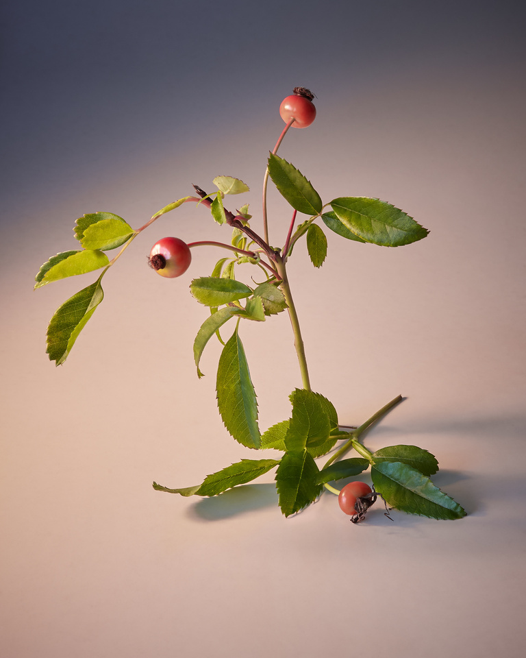 37.2 Paris - Copy of MuriLelu_Rosehips_Shot19-1349retouched2.jpg