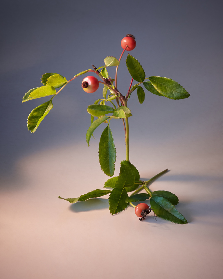 37.2 Paris - Copy of MuriLelu_Rosehips_Shot19-1359retouched.jpg