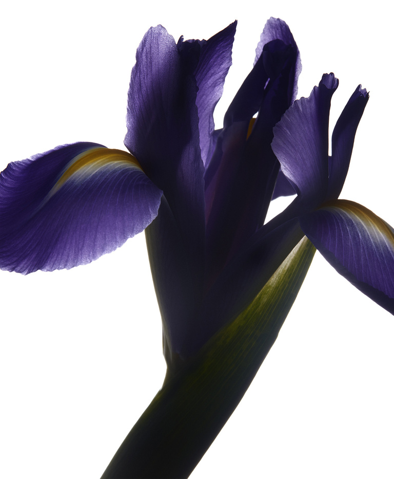 37.2 Paris - YSL_Nuit de l'homme Intense.jpg