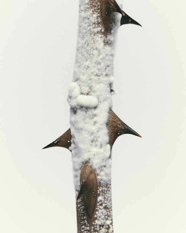 37.2 Paris - Epines Moisissure3711.jpg