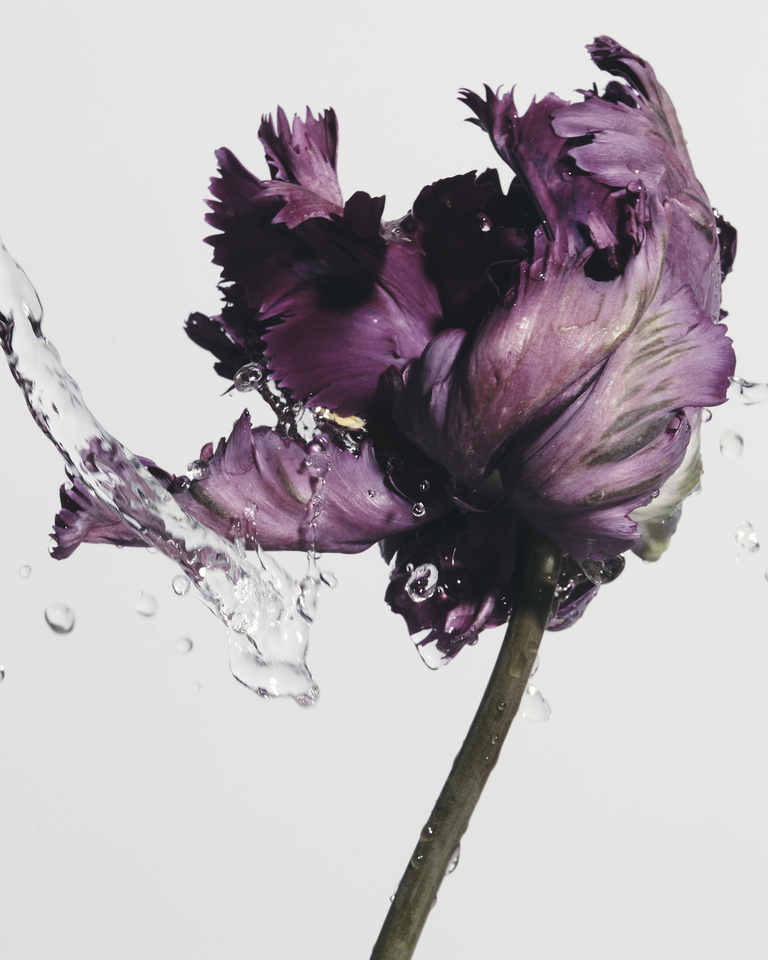 37.2 Paris - fleur_EclatEau4405.jpg