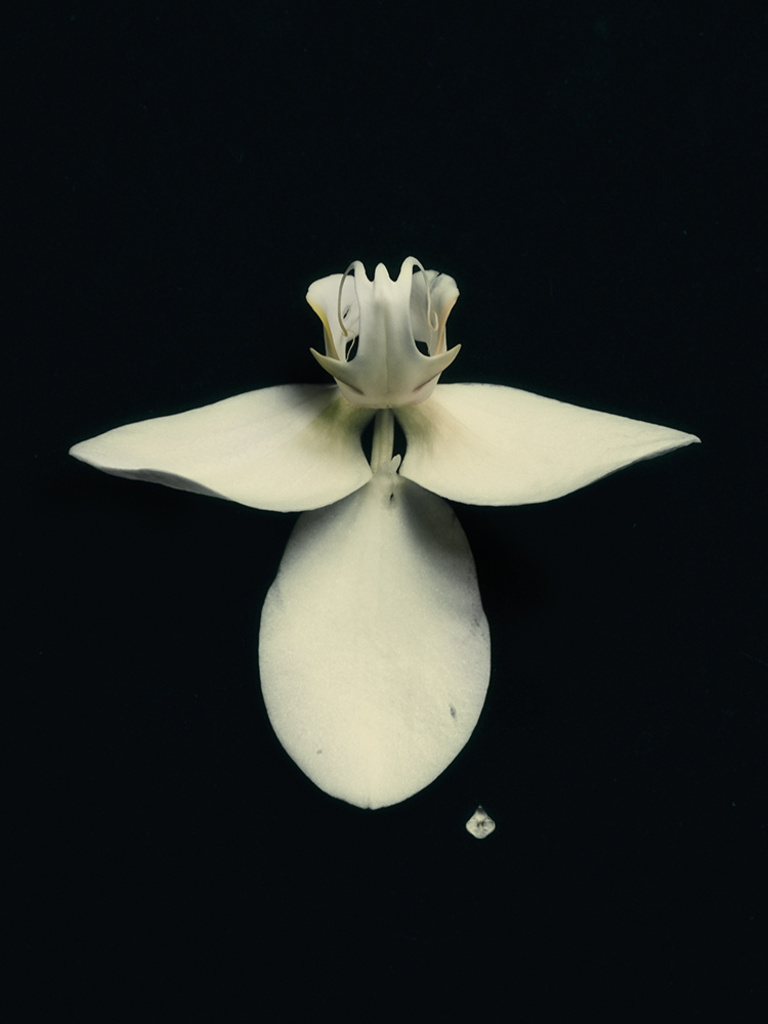 37.2 Paris - orchi_or.jpg