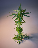 37.2 Paris - Copy of MuriLelu_Cannabis_Shot10-1527retouched-Edit.jpg