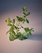 37.2 Paris - Copy of MuriLelu_Mint_Shot17-1572retouched.jpg