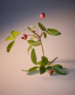 37.2 Paris - Copy of MuriLelu_Rosehips_Shot19-1349retouched2.jpg