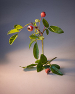 37.2 Paris - Copy of MuriLelu_Rosehips_Shot19-1359retouched.jpg