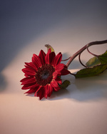 37.2 Paris - Copy of MuriLelu_Sunflower_Shot12-1299retouched.jpg