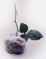 37.2 Paris - FLEURS_1.jpg