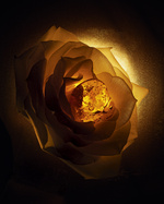 37.2 Paris - F126 LCP NEW ICONO 24 P15C Ingredient AMBRE NUIT_SW_F39.jpg