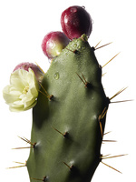 37.2 Paris - ysl 6-4-185407.jpg