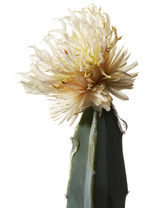 37.2 Paris - YSL_BEAUTE_INGREDIENT_1.jpg