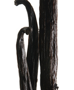 37.2 Paris - YSL_Vanille.jpg