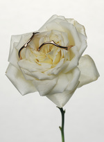 37.2 Paris - Wallpaper_05_RVB.jpg