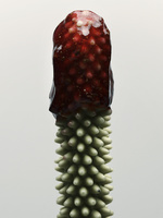 37.2 Paris - 02 RVB 98.jpg