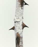 37.2 Paris - Epines Moisissure3711.jpg