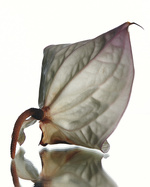 37.2 Paris - test MC PARFUMS10160.jpg