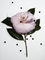 37.2 Paris - Closerie5767.jpg