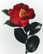 37.2 Paris - Camilias rouge1816.jpg