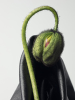 37.2 Paris - IMG_PAVOT.jpg