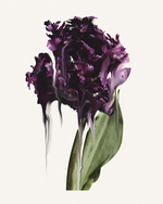 37.2 Paris - PROJETS_COLORSFLOWERS5459.jpg