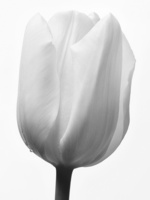 37.2 Paris - tulipe.jpg