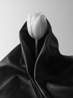 37.2 Paris - tulipemanteau.jpg