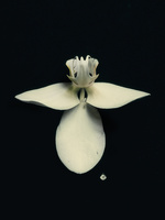 37.2 Paris - orchi_or.jpg