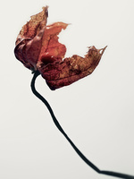 37.2 Paris - FS_001.jpg