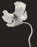 37.2 Paris - 2BC3889F-A5EA-4ECA-AF3E-2989EC0CEAB0.JPG