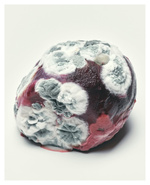 37.2 Paris - 5D454145-0391-4328-A7E8-74EFF242717B.JPG