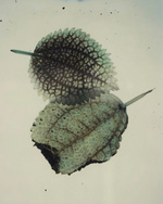 37.2 Paris - 4465B803-9AAA-4514-B84F-2D06D6F4E263.JPG