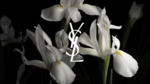 37.2 Paris - Ysl - Le vestiaire des parfums 