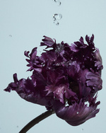 37.2 Paris - fleur_EclatEau4317.jpg