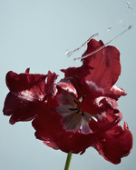 37.2 Paris - fleur_EclatEau4208.jpg