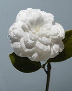 37.2 Paris - CHANEL_BEAUTY2021_VISUEL3_C_Grain III.jpg