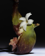 37.2 Paris - LOU37363.jpg