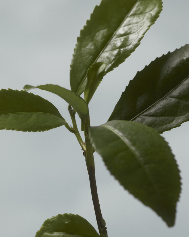 37.2 Paris - BYF_24_EXTREME_BOTANICAL_CPV_INGREDIENTS_4X5_01.jpg