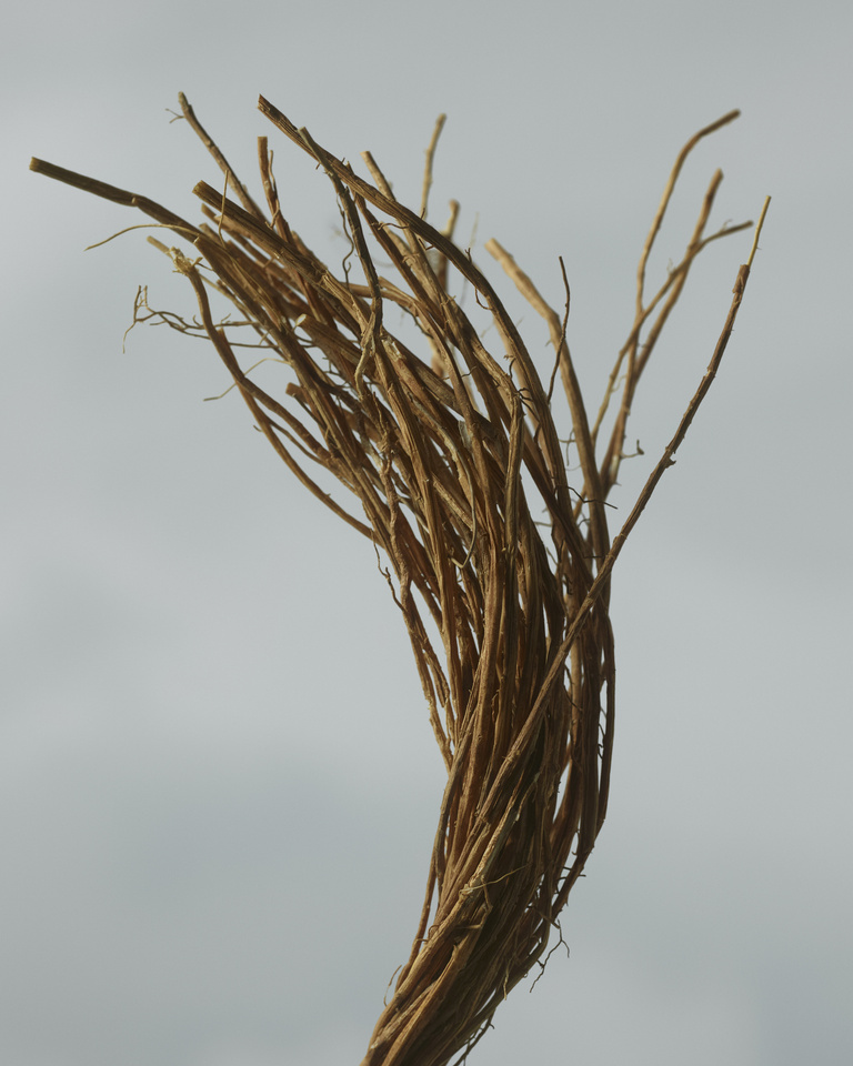 37.2 Paris - BYF_24_EXTREME_BOTANICAL_CPV_INGREDIENTS_4X5_03.jpg