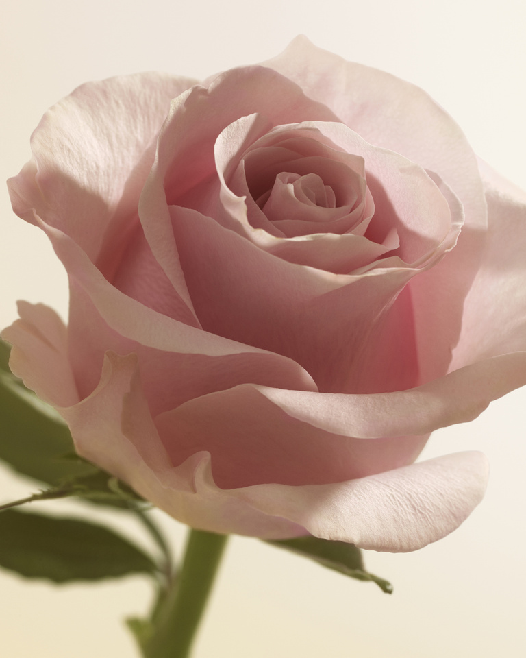 37.2 Paris - BYF_24_EXTREME_BOTANICAL_CPV_INGREDIENTS_4X5_04.jpg