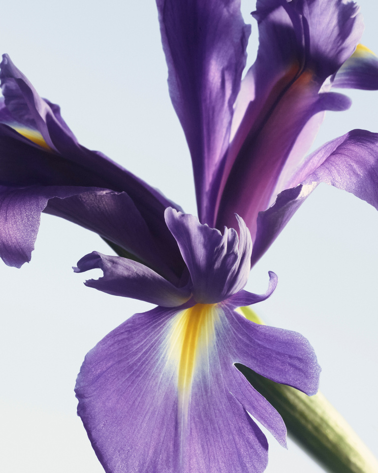 37.2 Paris - byf_hawthorn_bloom_24_cps_rgb_06_4x5.jpg