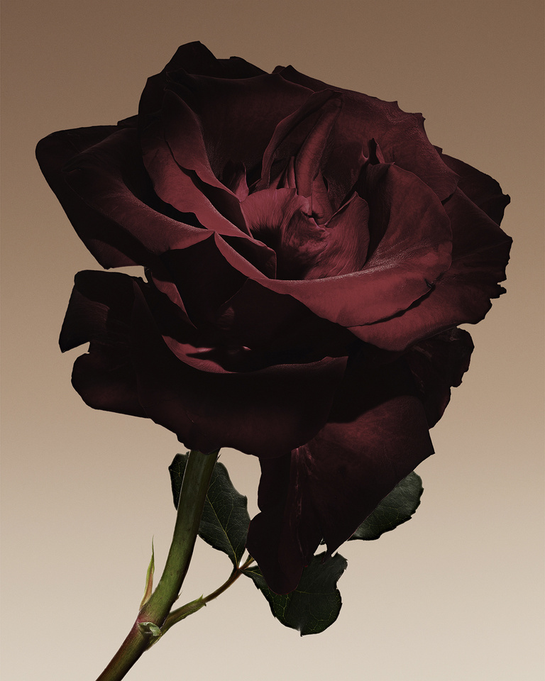 37.2 Paris - 5340-11F GA_PRIVE  CUIR NU INGR_ROSE_SRG_300.jpg