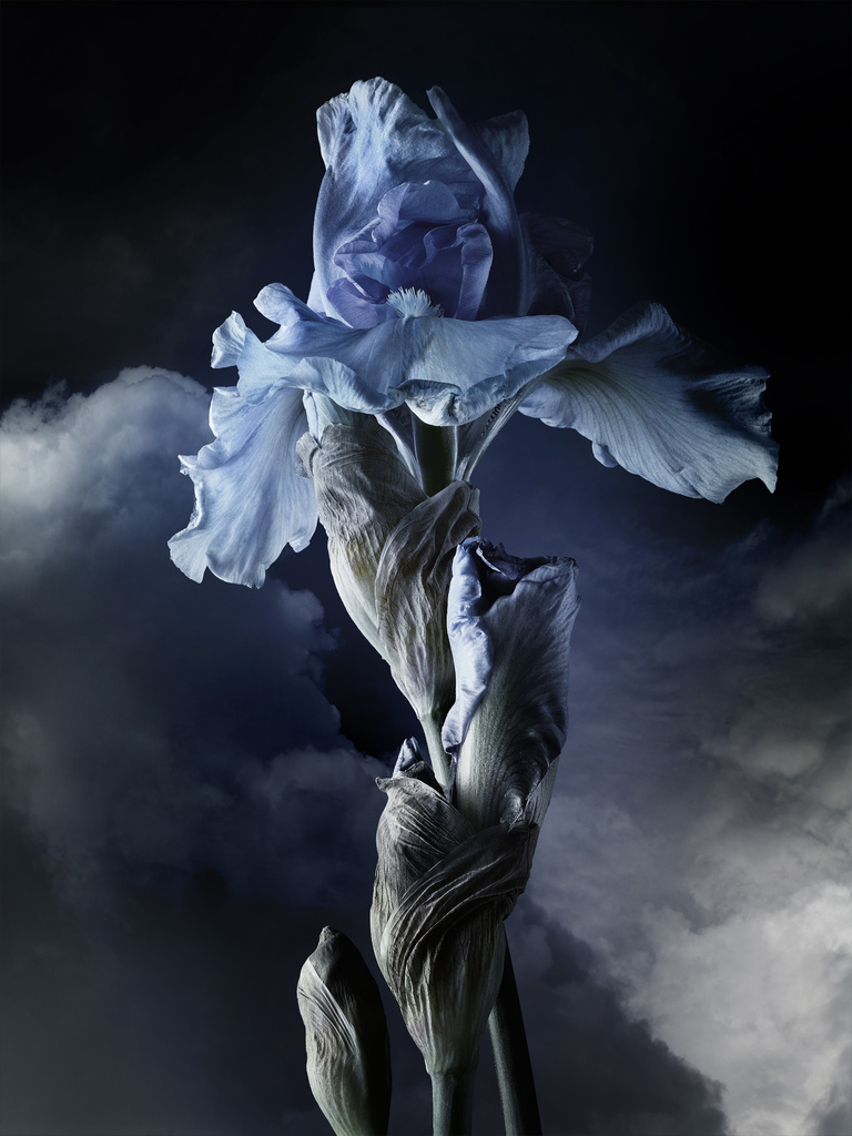 37.2 Paris - 2025_05_14 FLEURS INES_218_H28.jpg