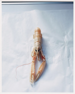 37.2 Paris - Family_Style_Langustine_AD copy.jpg