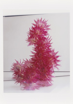 37.2 Paris - FLOWERS copy.jpg