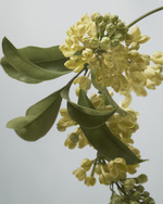 37.2 Paris - BYF_24_EXTREME_BOTANICAL_CPV_INGREDIENTS_4X5_02.jpg