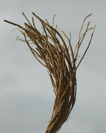 37.2 Paris - BYF_24_EXTREME_BOTANICAL_CPV_INGREDIENTS_4X5_03.jpg