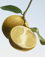 37.2 Paris - byf_hawthorn_bloom_24_cps_rgb_05_4x5.jpg