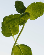 37.2 Paris - byf_hawthorn_bloom_24_cps_rgb_07_4x5.jpg